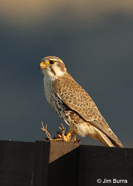 Falconiformes. sub Falconidae - sub fam Falconinae - gênero Falco - Página 2 Prairie-Falcon-with-prey