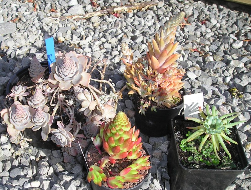 Orostachys  + Huernia Achat ELK 2009 Oro_petit