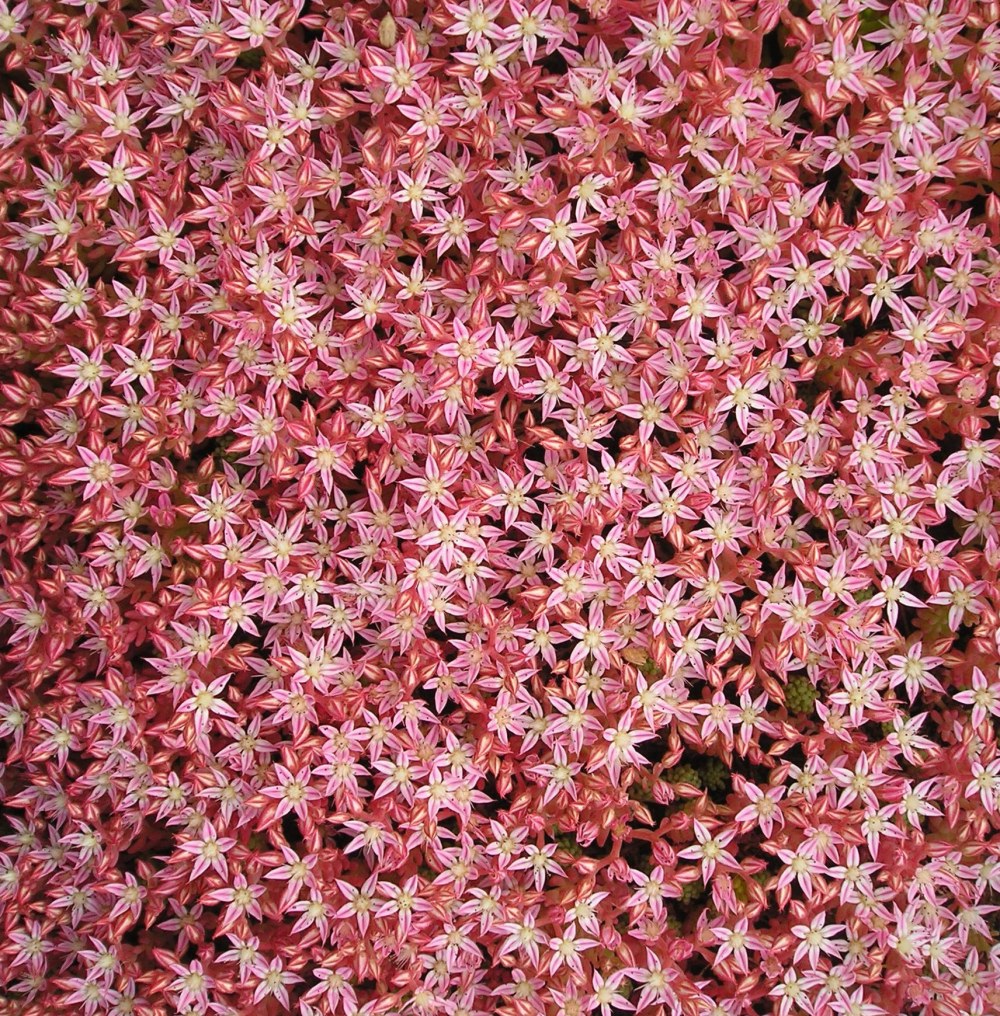 [ Sedum pallidum ]  et Sedum hispanicum Sedum%20palidum%20fleur%201000