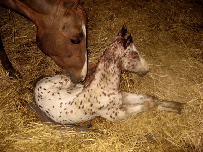 Quatriéme naissance ,hier à 21h30 Leopard%20012_1