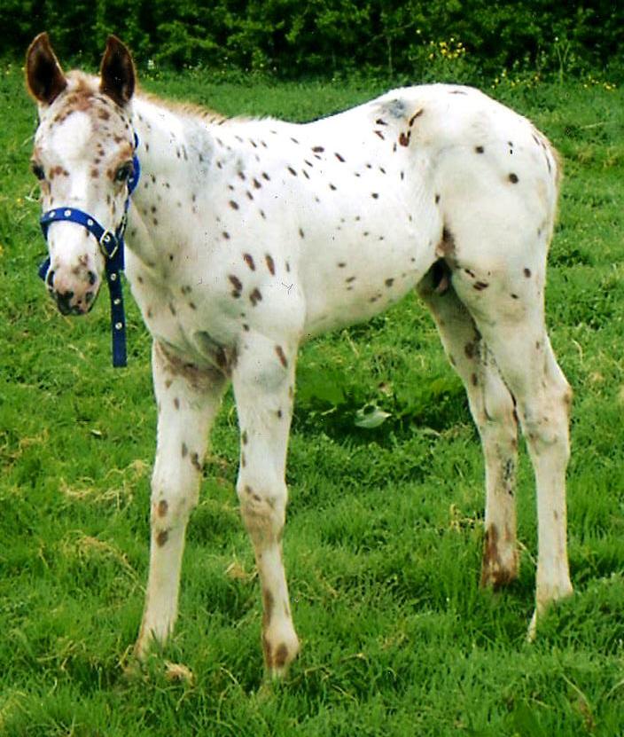 poulain appaloosa aphc et sire  JMK SPRING SHANNON 2009 Shoony%202