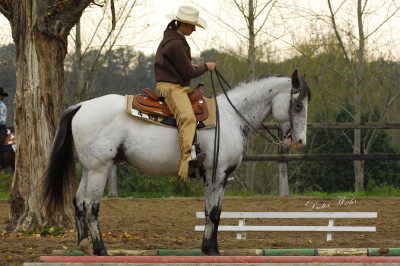 Ce matin premiere pouliche black or brown spotted blanket - Page 2 Stinger_1_1