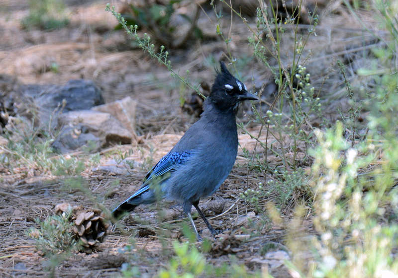 Algumas aves no Oeste Americano P2521021597-4