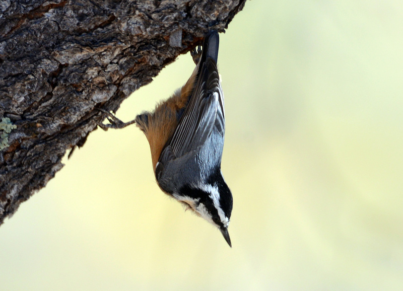 Algumas aves no Oeste Americano P2676555410-4