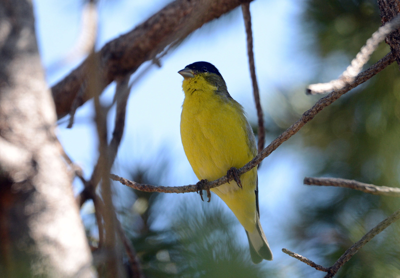 Algumas aves no Oeste Americano P2676555414-4