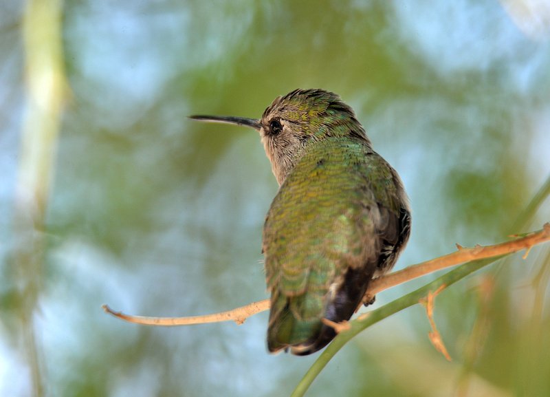 Algumas aves no Oeste Americano P2676557302-4