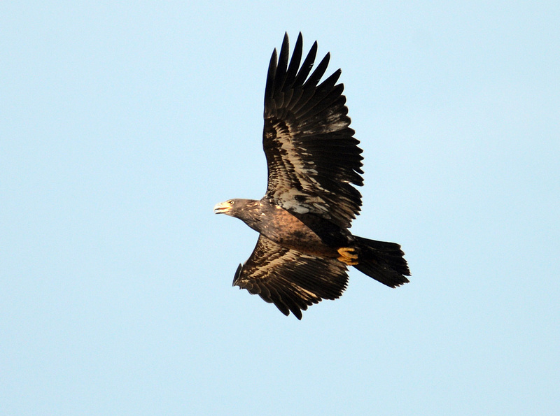 Algumas aves no Oeste Americano P2708739105-4