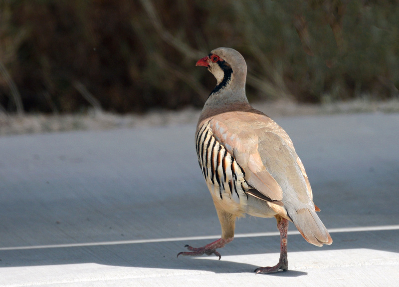 Algumas aves no Oeste Americano P2716392799-4