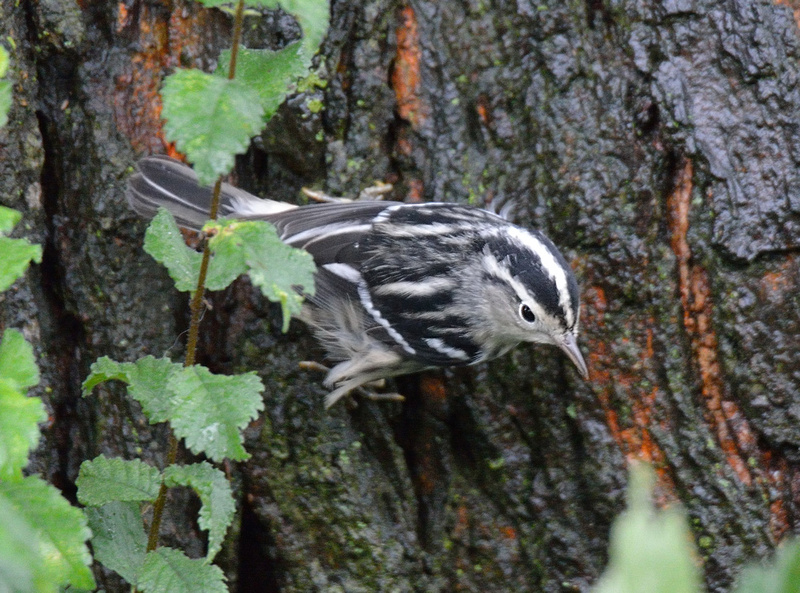 Algumas aves no Oeste Americano P2717249718-4