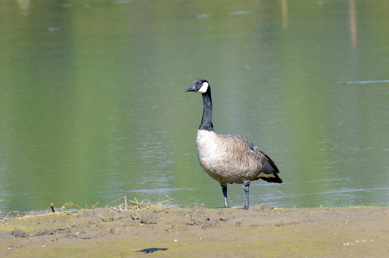 Algumas aves no Oeste Americano P2722439867-4