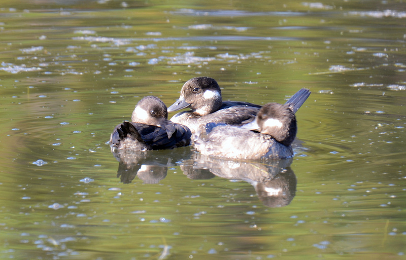 Algumas aves no Oeste Americano P2727466667-4