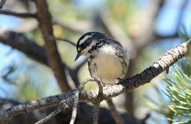 Algumas aves no Oeste Americano P2785876712-4