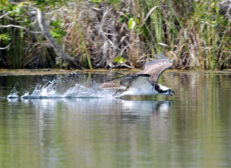 Algumas aves na Florida I P2358375872-4