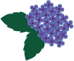 ASTUCE POUR LES HORTENSIAS Hortensia