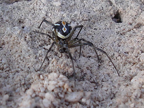 Rate the Above Animal! *2 post gap* Black-widow-spider-latrodectus-sp-2