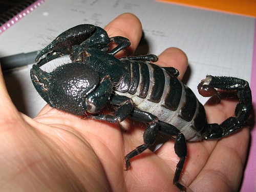 هل من مرحب؟؟؟؟؟؟؟؟؟؟.... Pandinus-imperator-adult-female-on-hand-close-up