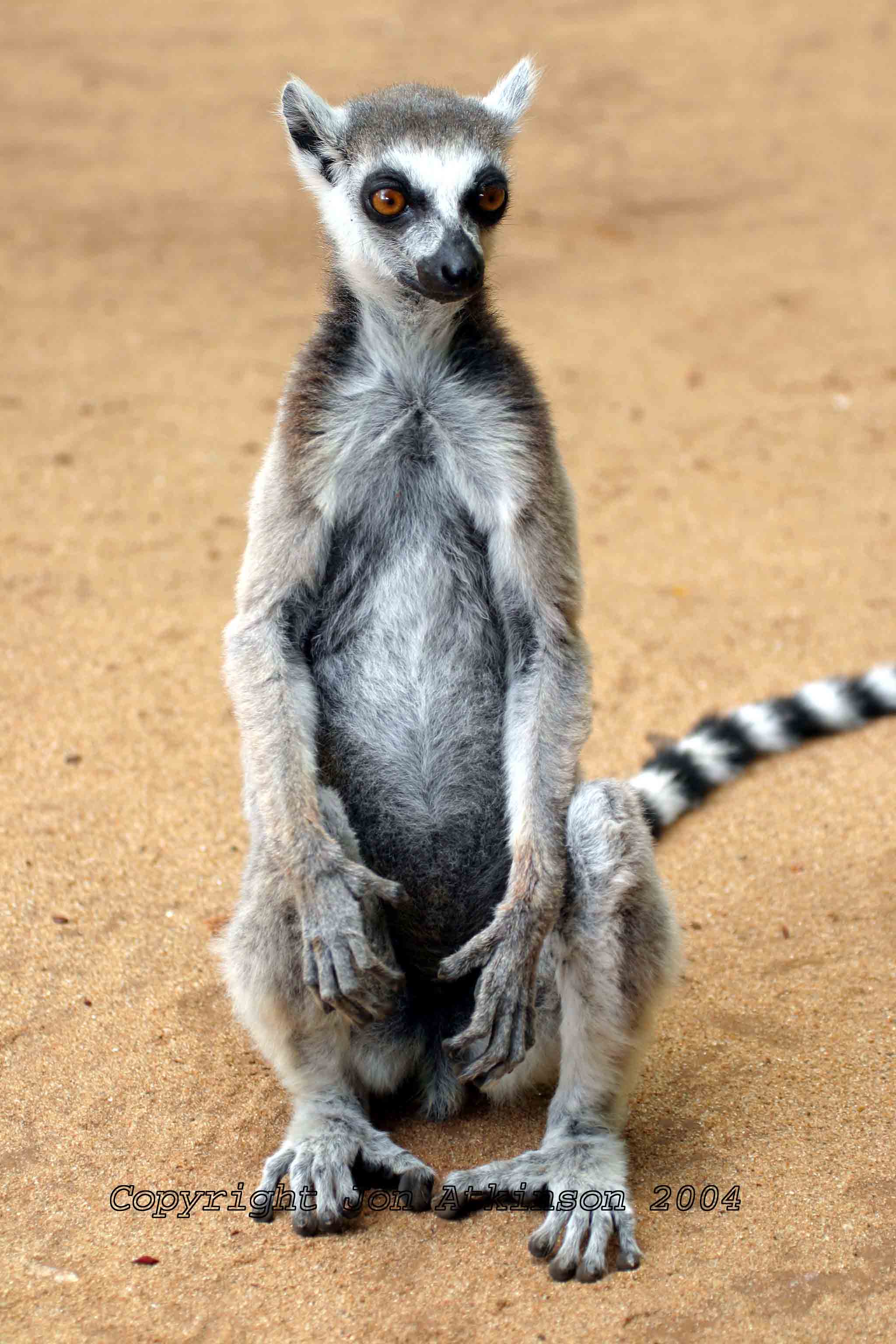 Mi ficha La_Ring_Tailed_Lemur11