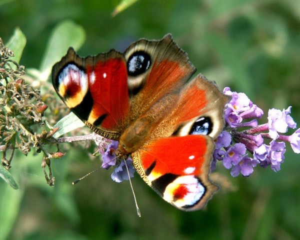 papillonnez ! 5738e871