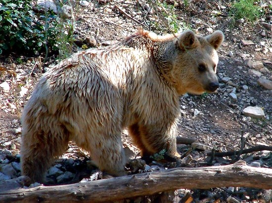 Les ours - Page 3 Fa141930