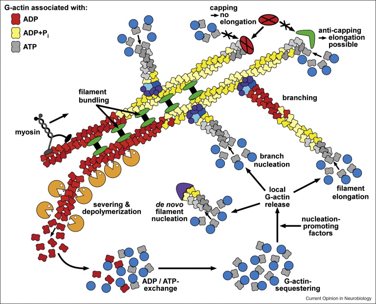 Proteins: how they provide striking evidence of design Actin-in-depolizataion