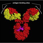 Proteins: how they provide striking evidence of design Antibody_21-150x150