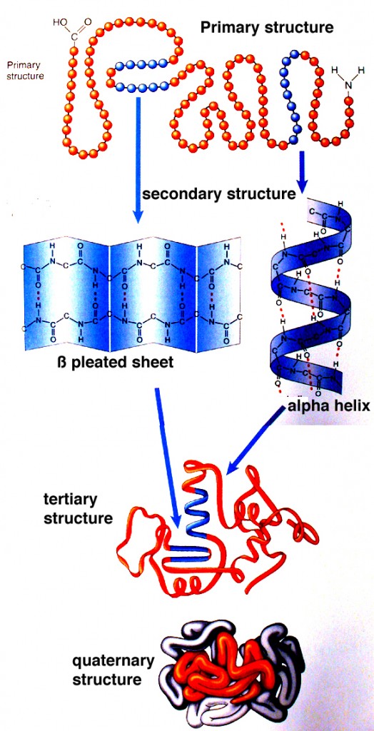 Proteins: how they provide striking evidence of design Protein_structure1-524x1024