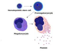 Hematopoiesis. The mystery of blood Cell and vascular Formation %E3%83%91%E3%82%BF%E3%82%B4%E3%83%8B%E3%82%A2-WIK-Making-platelets-799px-Platelets_by_budding_off_from_megakaryocytes-300x225