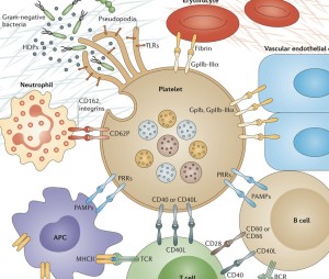 Hematopoiesis. The mystery of blood Cell and vascular Formation CROP-ARticle-NMR-picture-3-300x254