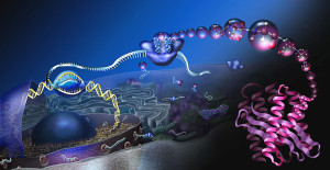 DNA and RNA error checking and  repair, amazing evidence of design PD-Beatiful-DNA-RNA-1024px-How_proteins_are_made_NSF-300x155
