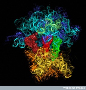 DNA and RNA error checking and  repair, amazing evidence of design WC-ribosome-model--286x300