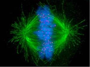 The astonishing  language written on microtubules, amazing evidence of  design PD-spindle-green-MT-red-kinetichore-blue-DNA--300x224