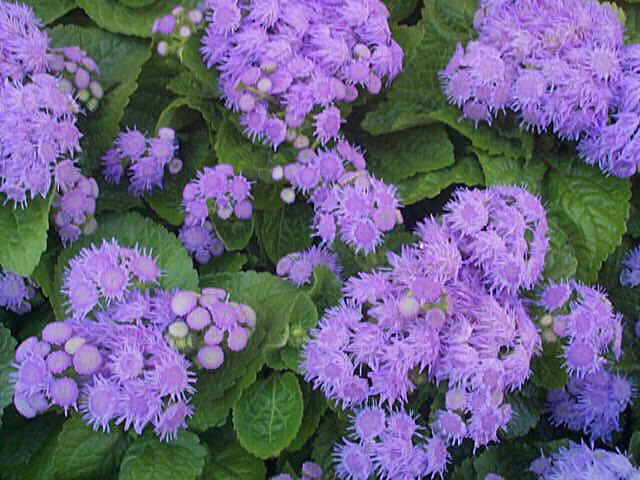 سبحان الخالق  Ageratum