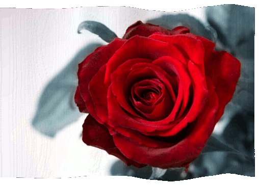 Te regalo una rosa - Página 12 Rose-Waving-Animation