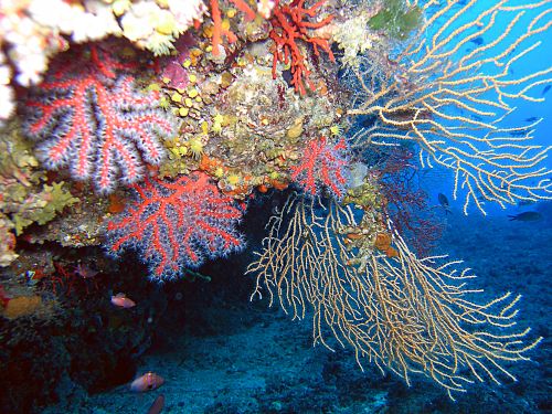 défense des Animaux aquatique Se7fi170