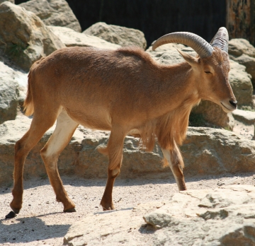 maurice le "nigerien blanc " qui lutte pour sauver Medium_mouflon_a_manchettes_IMG_3796