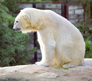 transformation des chiens Medium_ours_blanc_scanimage15