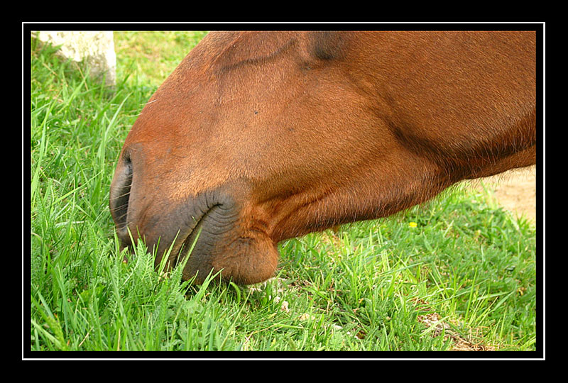 voici quelque fond que j'ai trouvé Cheval02