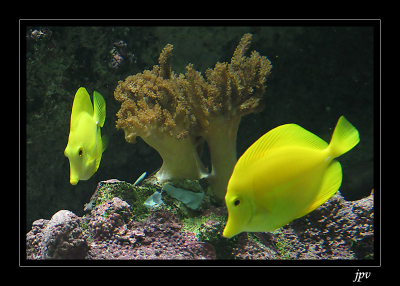 Les aquariums[Photo] Poissons01