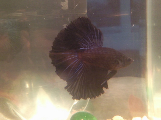 Repro HM Super Black Betta2%20(2)