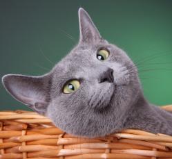 51 Curiosidades de los gatos. 5FAE73FE5