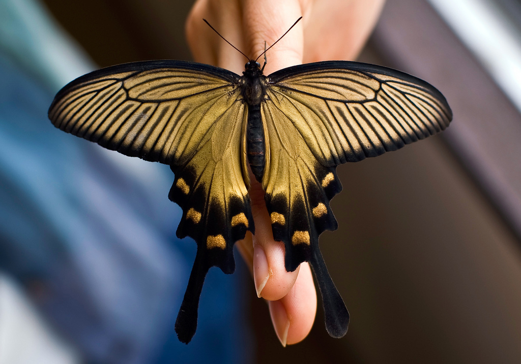 *** LAS MARIPOSAS DEL RINCON DE ENERI *** - Página 22 183