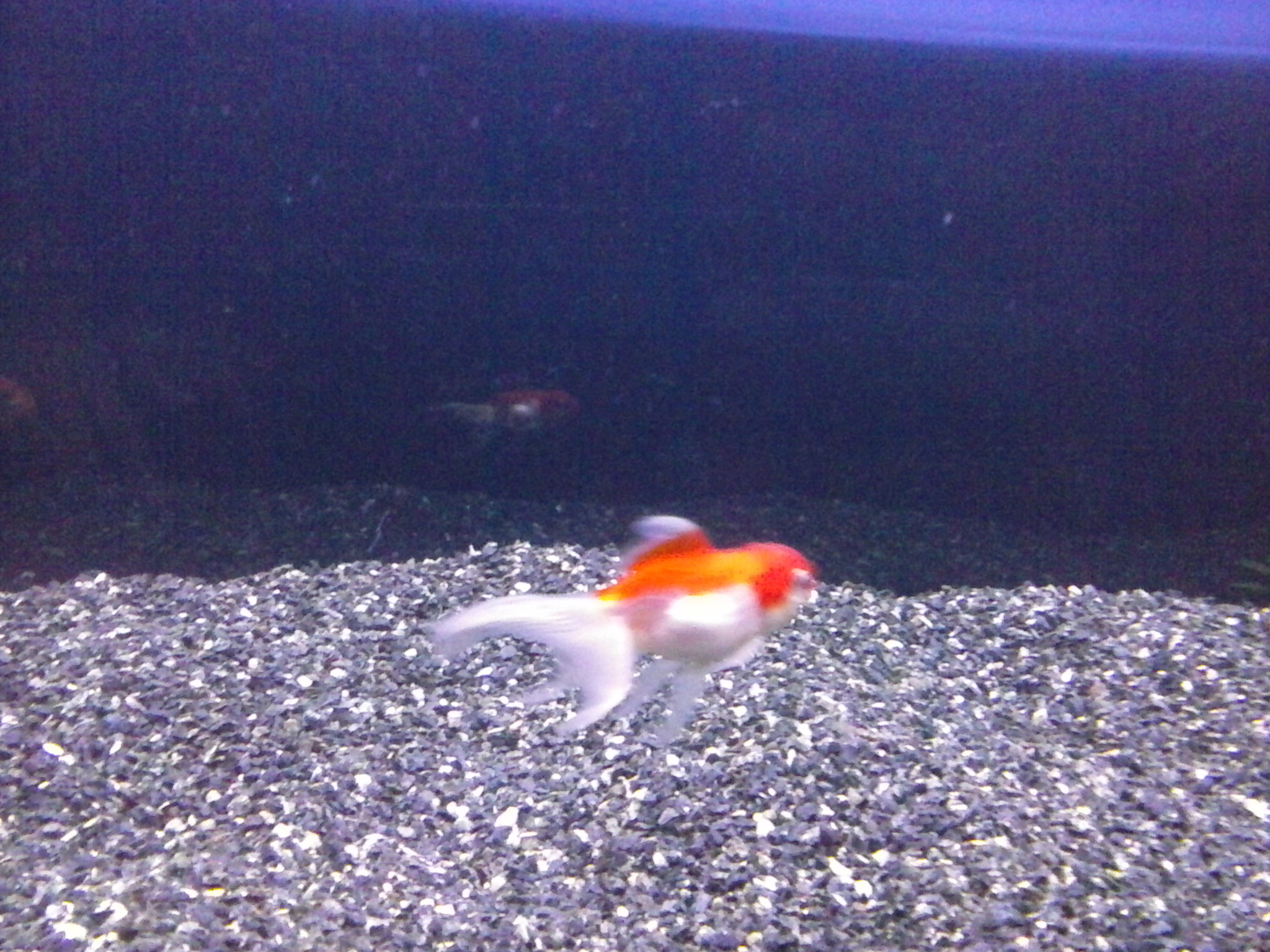 Mi acuario goldfish FOTOS Y VIDEO 4A1