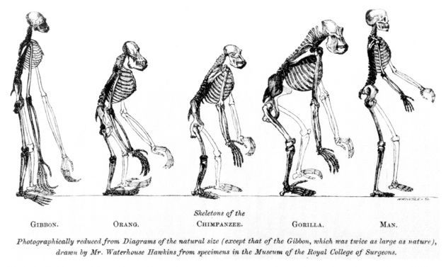 5 misterios sobre la evolución del ser humano 2CD