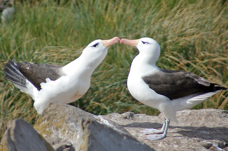 தித்திக்கும் முத்தம்..! Albatross_4