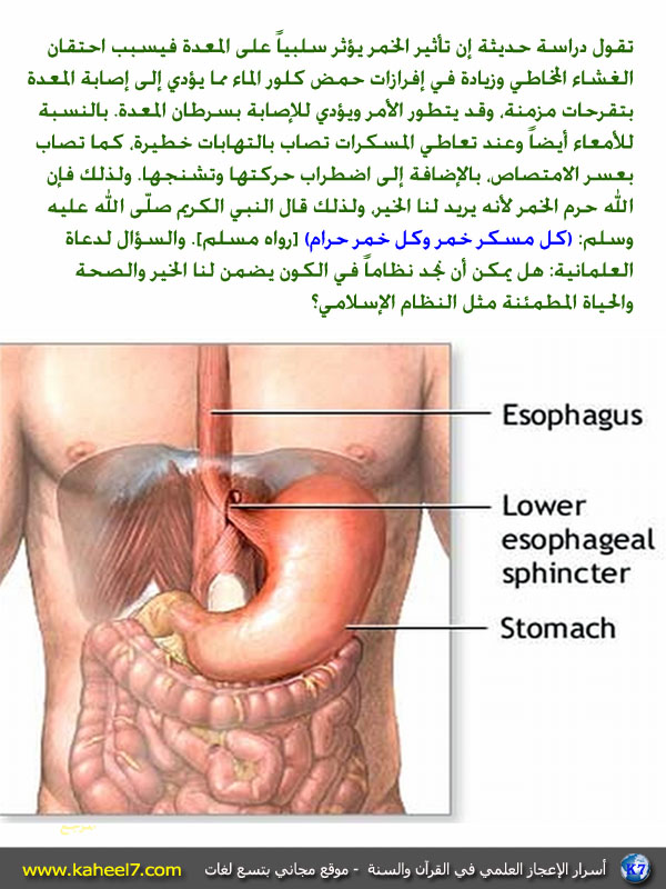 خطورة الخمر على الإنسان 4(14)