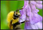 مواضيع الاعجاز العلمي في القران والسنة الجزء 56   7-bumble-bee