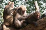  الدردشة عند القرود!!  Formosan-macaque_1566122c