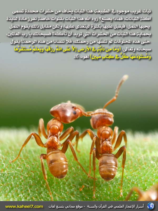 آيـات الخلق وعظمة الله ((القرآن الكريم والاعجاز)) Ant-trees