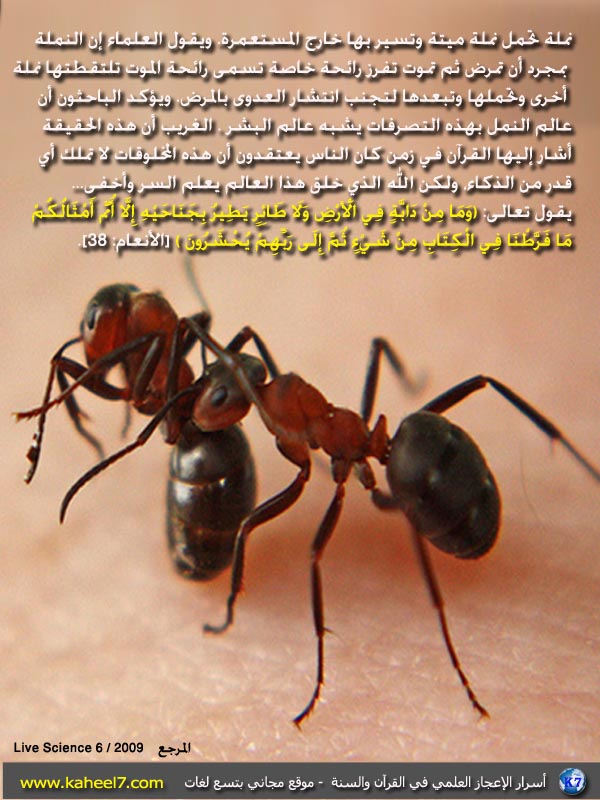 سبحان الله النمل يشم رائحة الموت ونملة تنقل نملة أخري ميتة Ants(1)