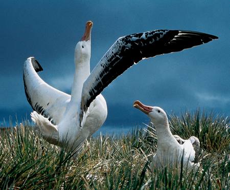  الخيانة الزوجية في عالم الطيور Birds-2